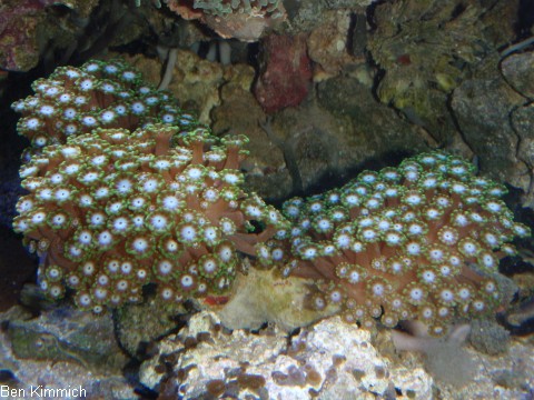 Alveopora tizardi, Margerittenkoralle