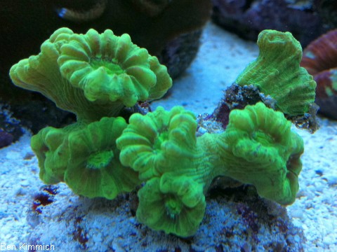 Caulastraea furcata, Fltenkoralle oder Fingerkoralle
