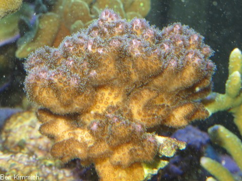 Pocillopora damicornis, Buschkoralle oder Himbeerkoralle