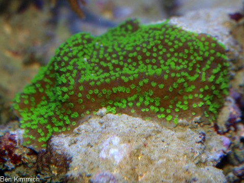 Montipora hoffmeisteri, Kleinpolypige Steinkoralle