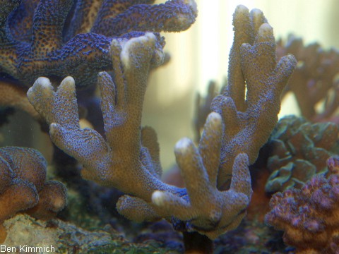 Montipora gaimardi, Kleinpolypige Steinkoralle