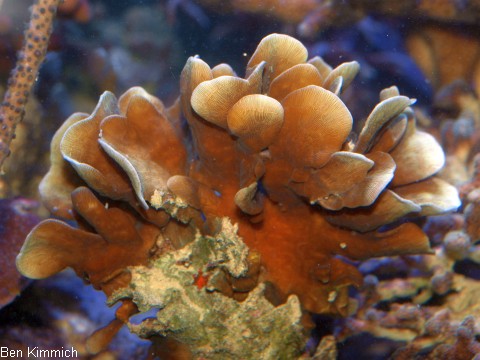 Pavona cactus, Gropolypige Steinkoralle