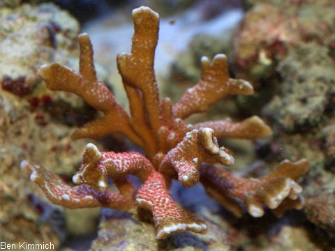 Montipora samarensis, Kleinpolypige Steinkoralle