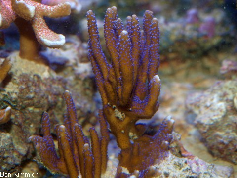 Montipora digitata 01, Hochwachsende Montipora, blau