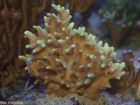 Acropora