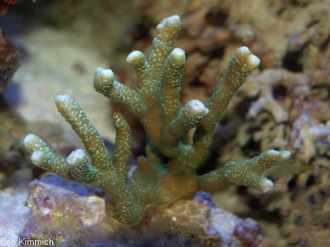 Montipora digitata 01, Hochwachsende Montipora, grn