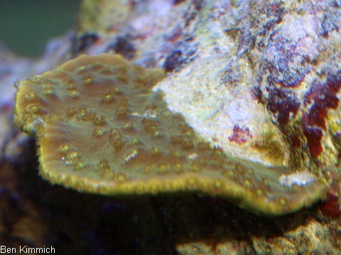 Turbinaria reniformis, Steinkoralle