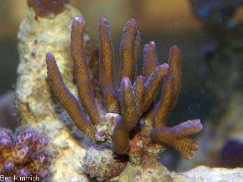 Montipora digitata 01, Hochwachsende Montipora, grau