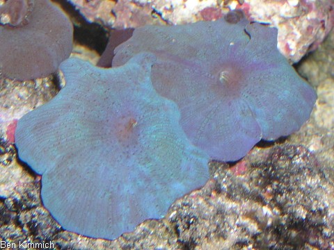 , Scheibenanemone