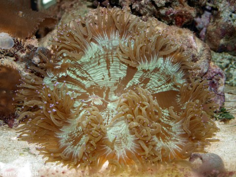 Catalaphyllia jardinei, Wunderkoralle