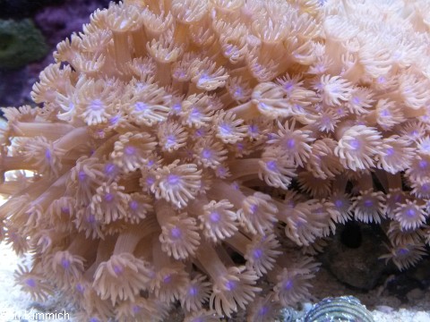 Goniopora, Margerittenkoralle