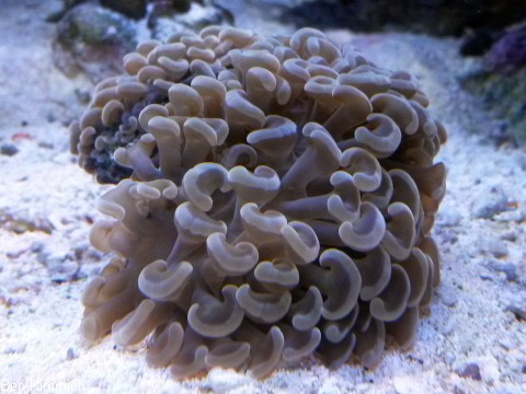 Euphyllia ancora, Hammerkoralle