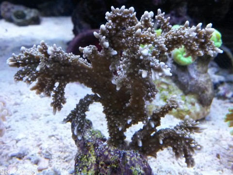 Anacropora sp.