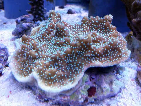 Montipora australiensis, Kleinpolypige Steinkoralle