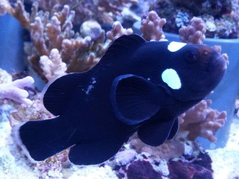 Amphiprion ocellaris, Falscher Clownfisch Zuchtform