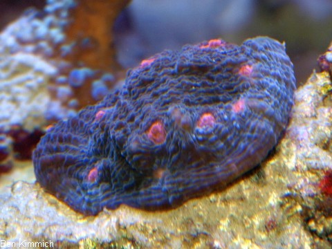 Echinophyllia echinata, Gropolypige Steinkoralle