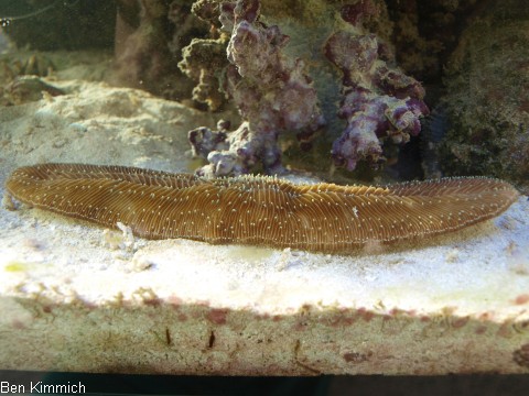 Herpolitha limax, Pilzkoralle Seezunge