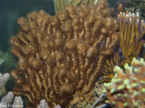 Isis hippuris, Hornkoralle