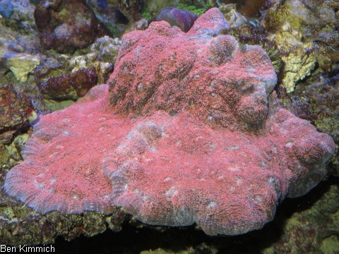 Echinophyllia echinoporoides, Gropolypige Steinkoralle