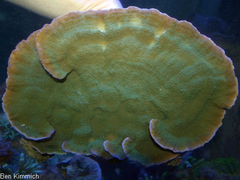 Montipora foliosa grn, Kleinpolypige Steinkoralle