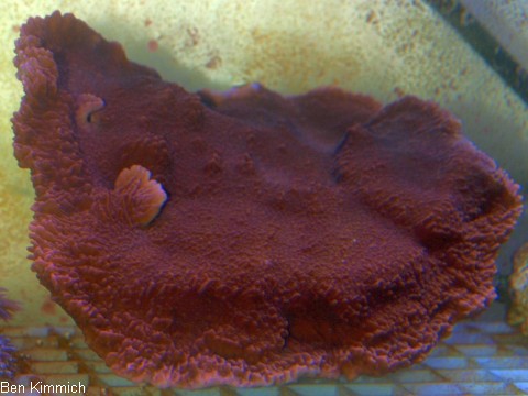 Montipora foliosa rot, Kleinpolypige Steinkoralle