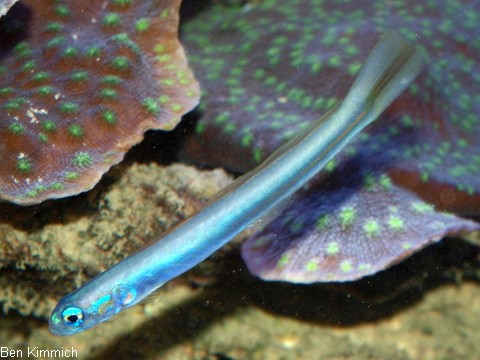 Ptereleotris melanopogon, Torpedogrundel