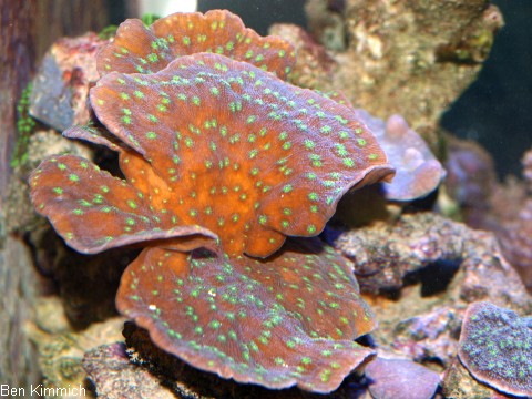 Echinopora lamellosa, Gropolypige Steinkoralle