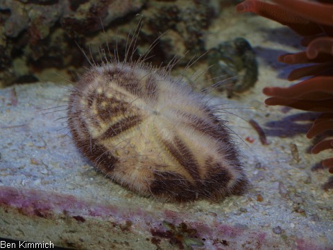 Maretia planulata, Irregulrer Herzseeigel