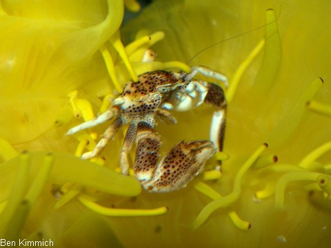 Neopetrolisthes maculatus, Fleckentupfen-Porzellankrebs, Anemonen-Porzellankrebs