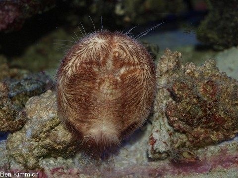 Maretia planulata, Irregulrer Herzseeigel