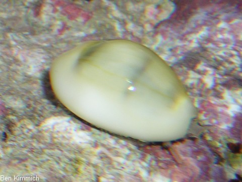 Erosaria annulus, Porzellanschnecke