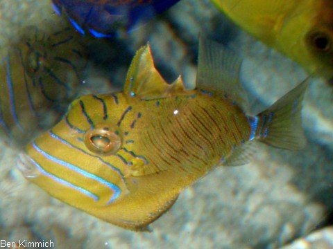 Balistes vetula, Knigin-Drckerfisch