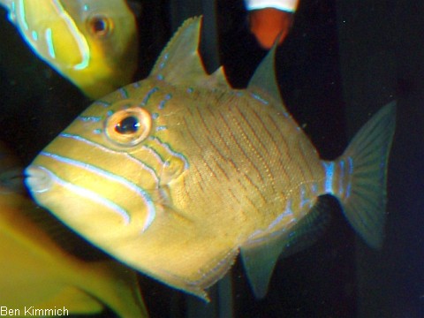 Balistes vetula, Knigin-Drckerfisch