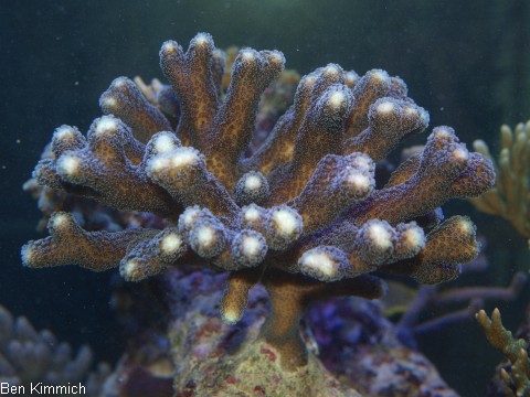 Stylophora pistillata, Griffelkoralle milka