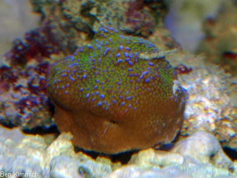 Montipora rainbow, Kleinpolypige Steinkoralle
