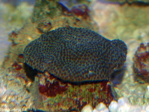 Porites
