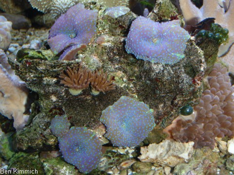 Discosoma sp.- Scheibenanemone blau