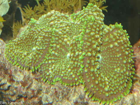 Ricordea florida - Karibik-Scheibenanemone