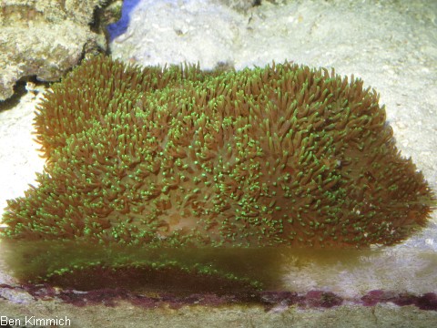 Rhodactis sp. 07 - Scheibenanemone