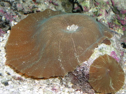 , Scheibenanemone