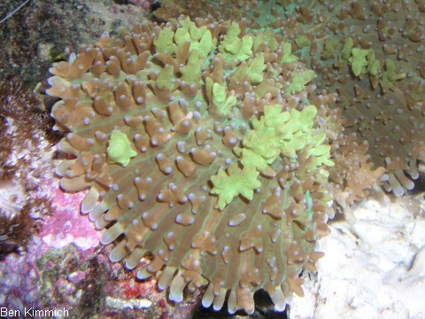 Rhodactis rhodostoma - Scheibenanemone