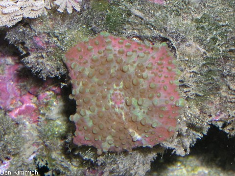 , Scheibenanemone