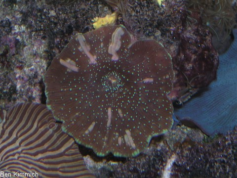 , Scheibenanemone