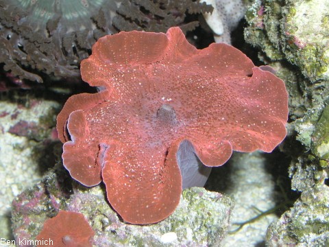 Discosoma sp. 16 - Scheibenanemone, rot