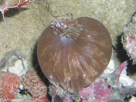 Rhodactis rhodostoma - Scheibenanemone