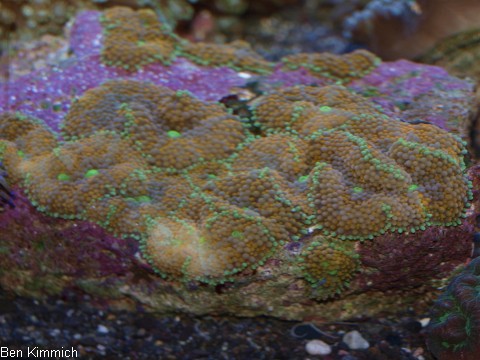 Ricordea florida - Karibik-Scheibenanemone