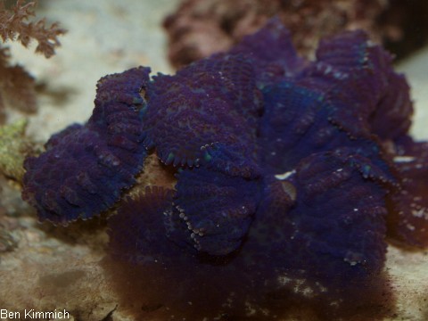 , Scheibenanemone