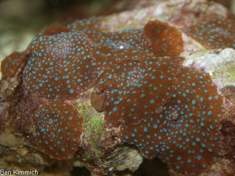 , Scheibenanemone