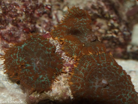 , Scheibenanemone