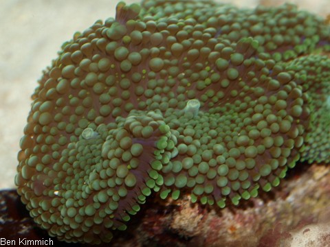 Ricordea florida - Karibik-Scheibenanemone